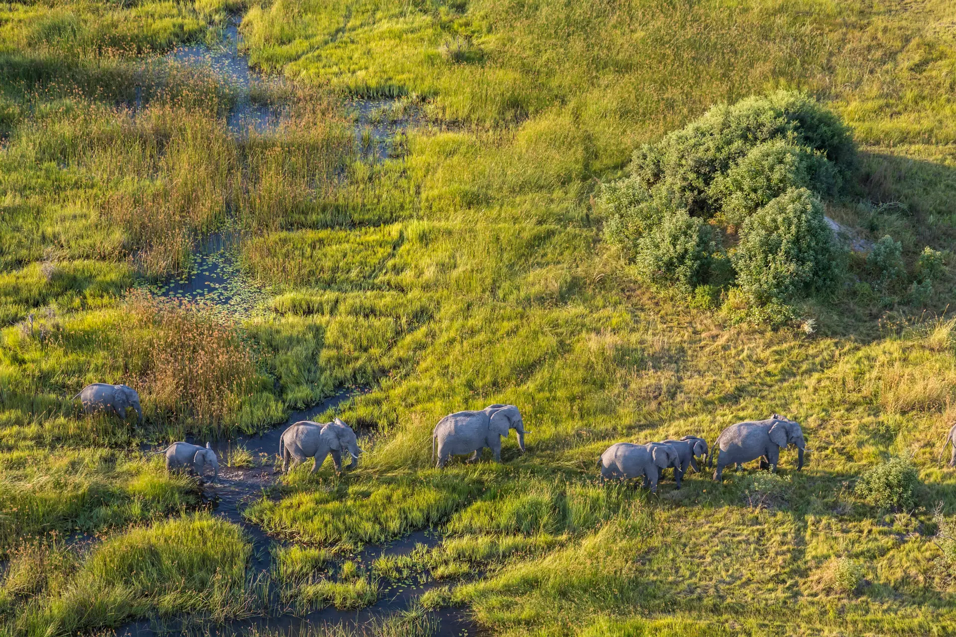 Aerial view of elephants crossing a narrow stream in the Okavango Delta.