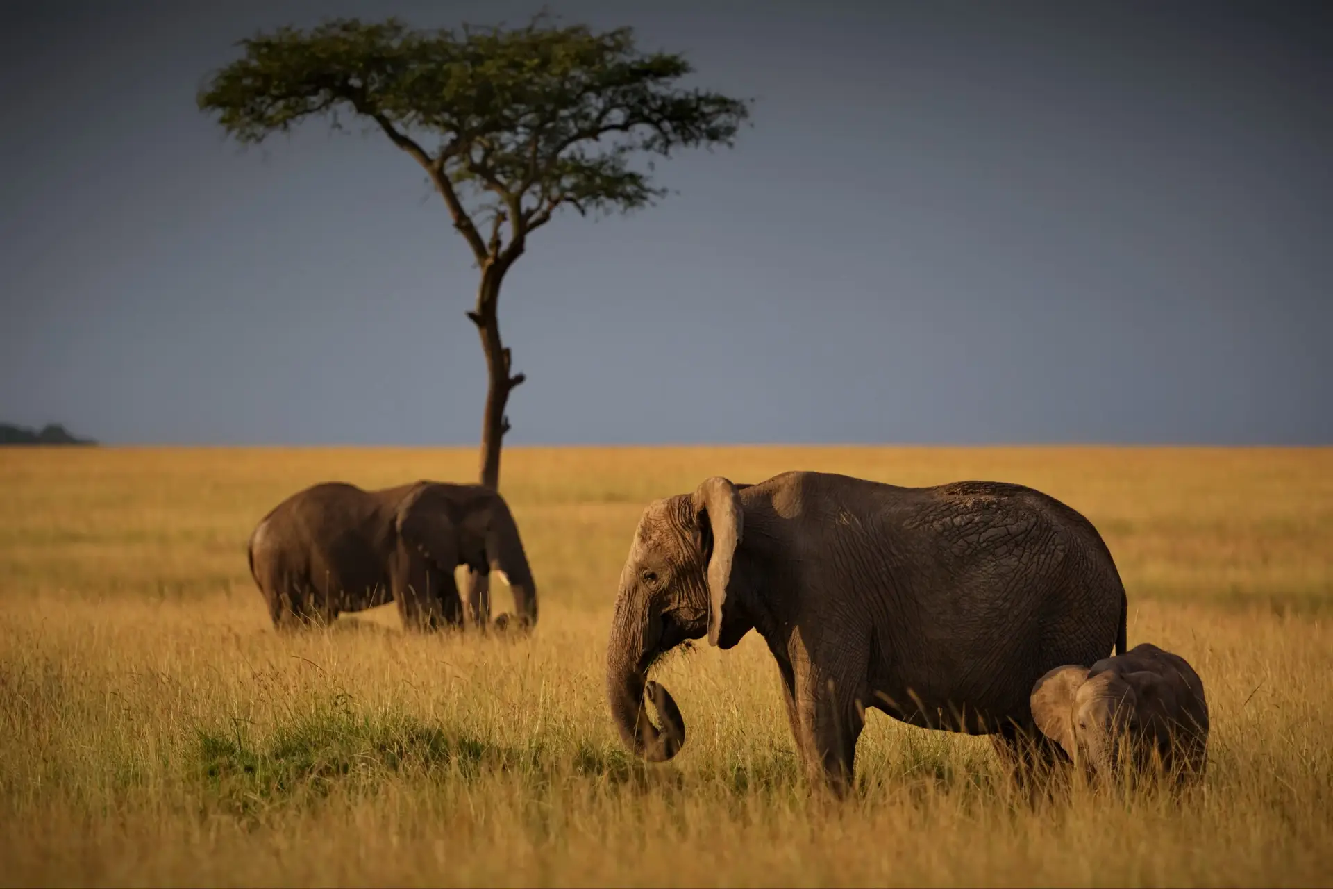 Elephants in the Maasai Mara, Kenya
