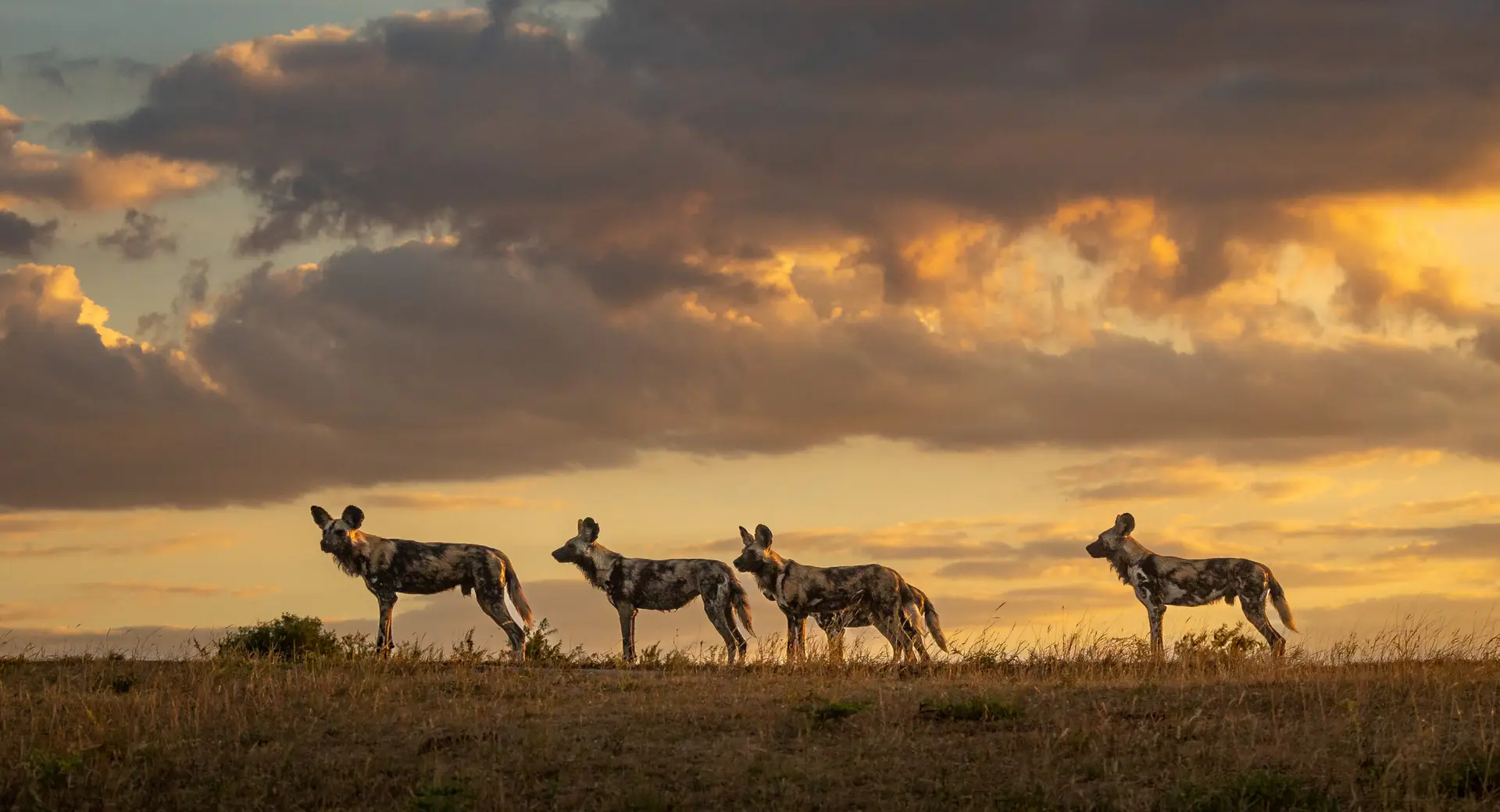 Four African wild dogs standing on a grassy ridge beneath golden evening clouds.