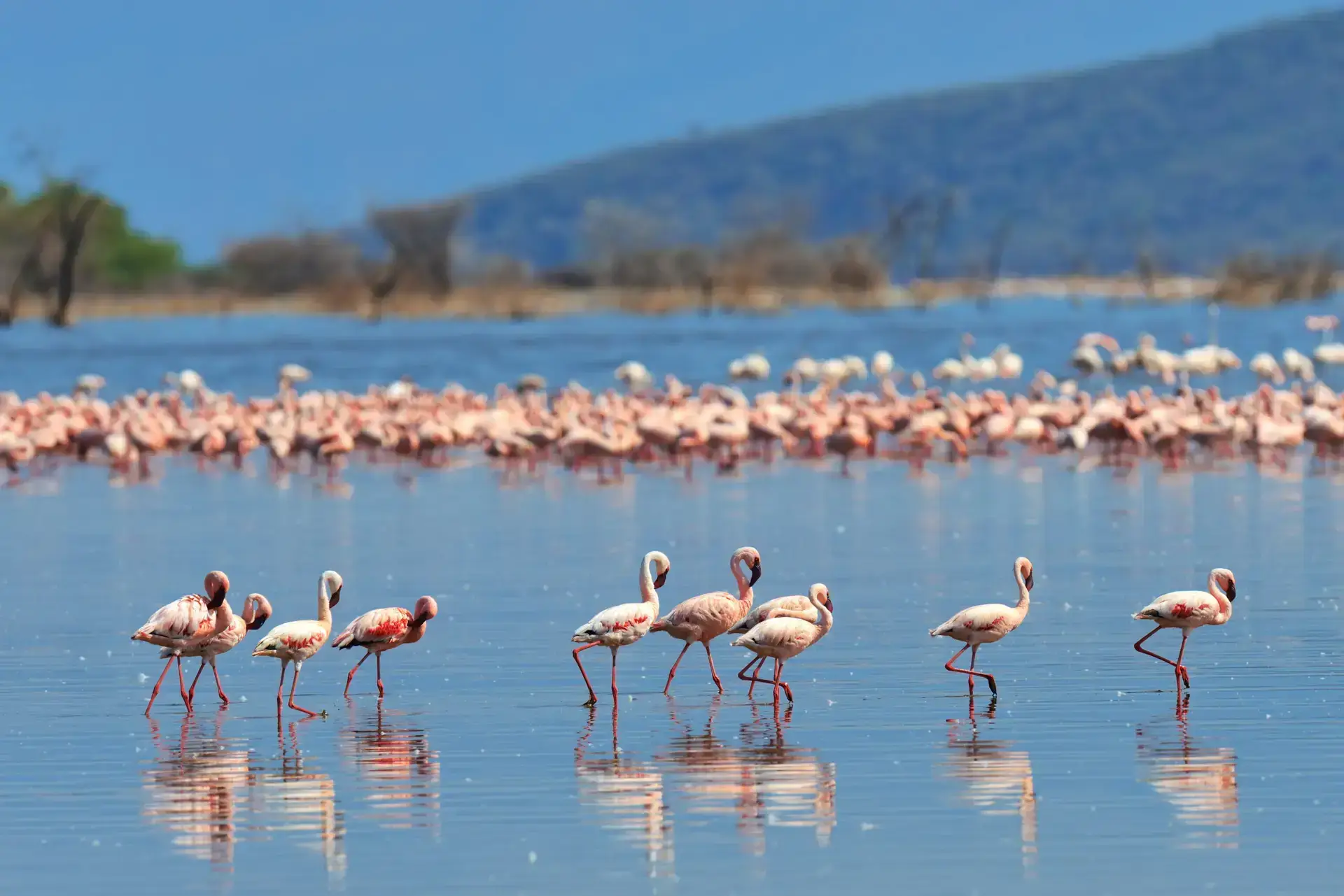A flock of pink flamingos wading through shallow blue water.